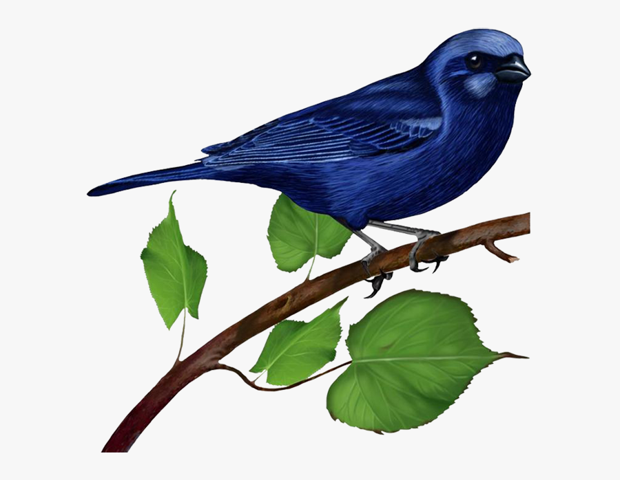 Bird,beak,indigo Bunting,perching Art - Blue Bird Png Gif, Transparent Clipart