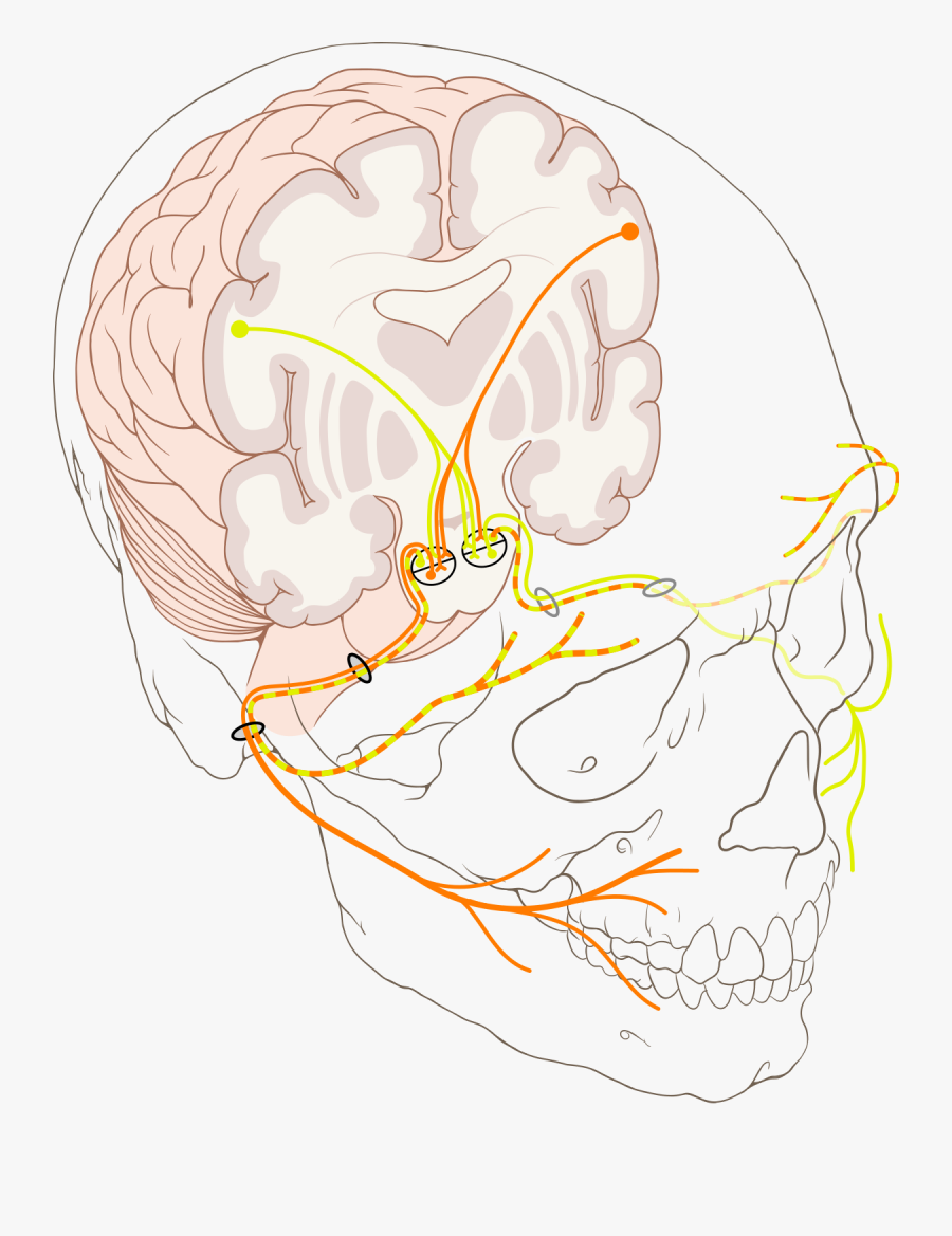 Facial Nerve, Transparent Clipart