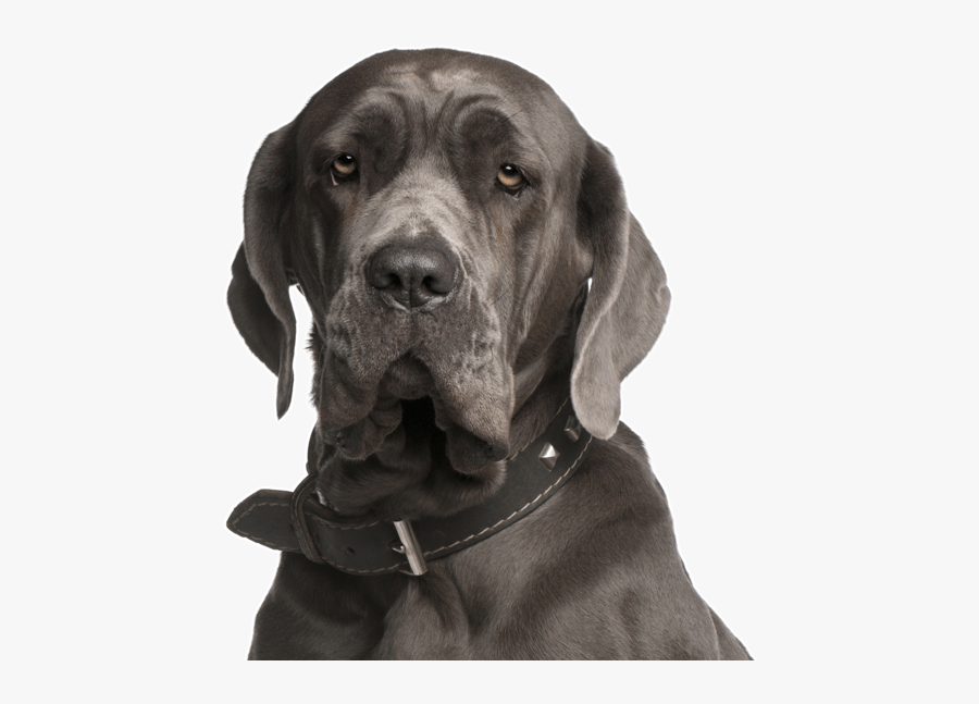 Clip Art Mastiff Puppies Dogs Neapolitan - Didelių Veislių Šunys, Transparent Clipart