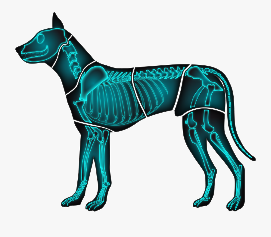 Xray Clipart Animal Xray - Great Dane X Ray, Transparent Clipart