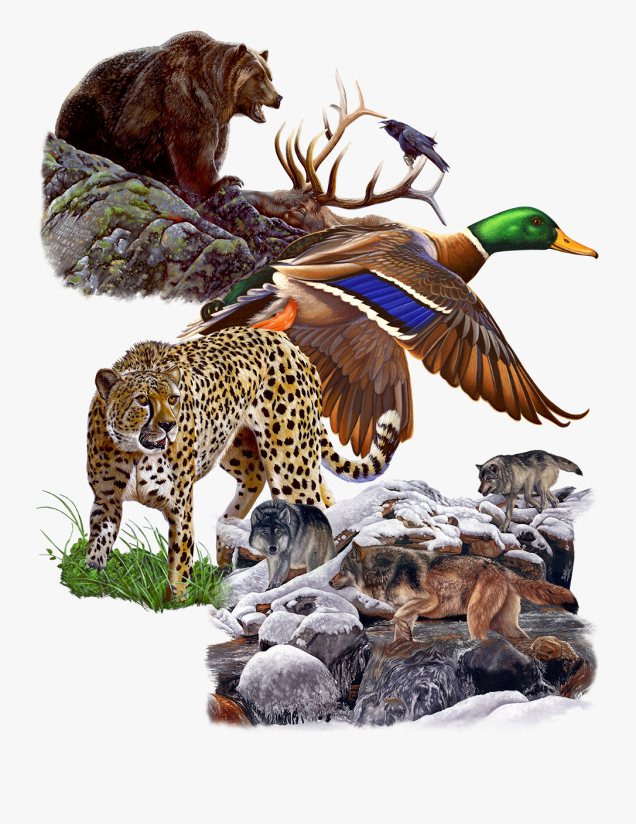 Great Dane Graphics Wildlife Collage June - Mallard, Transparent Clipart