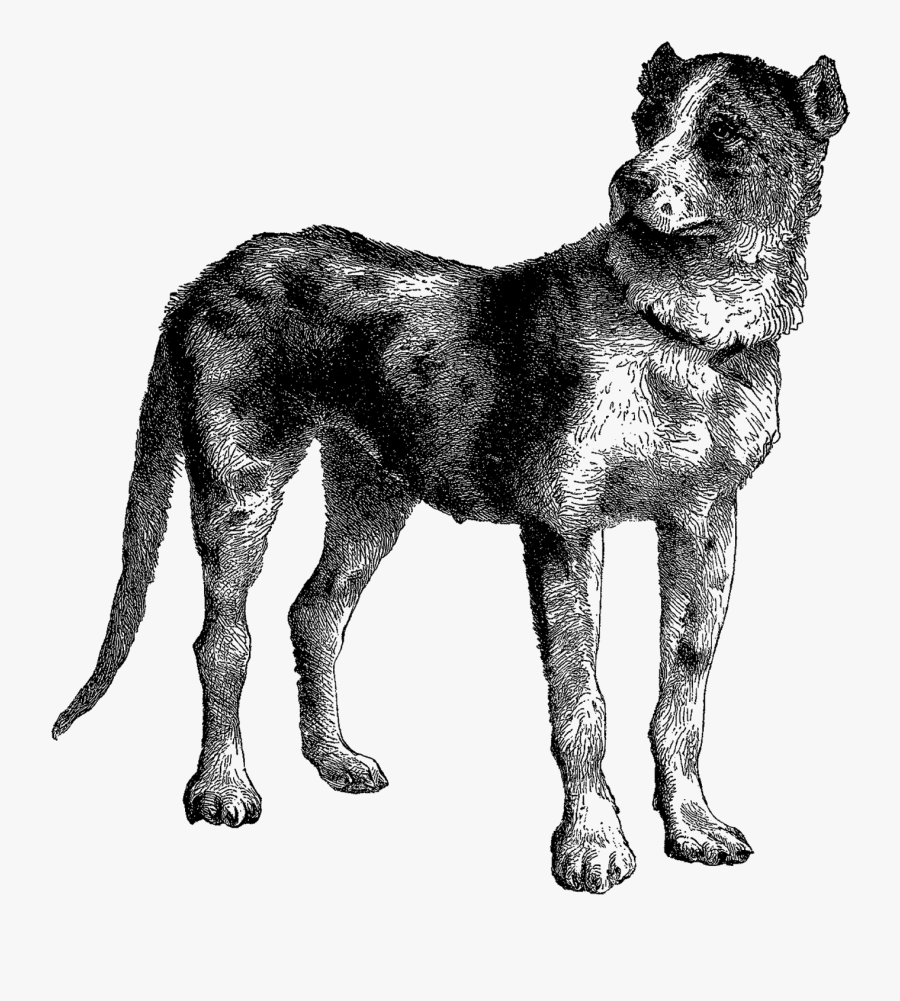 Molossus, Transparent Clipart