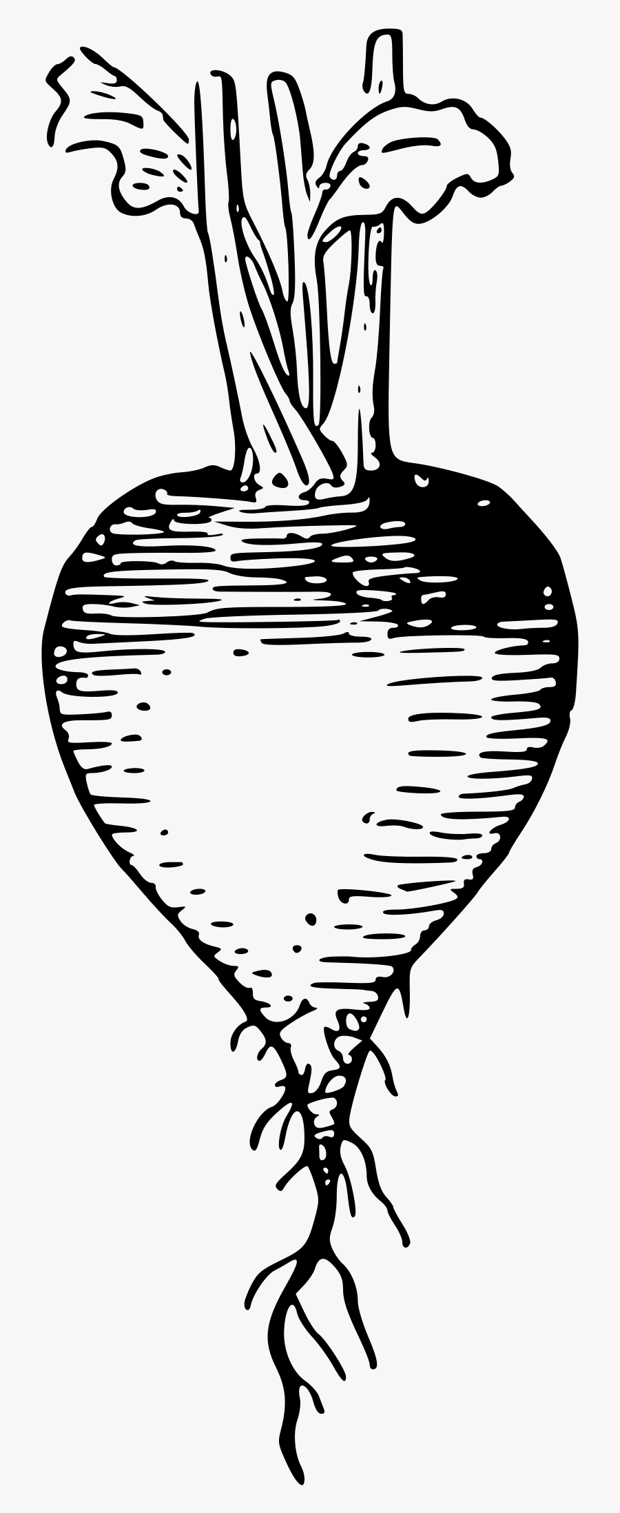 Clip Art Png Transparent Raddish - Outline Pics Of Radish, Transparent Clipart