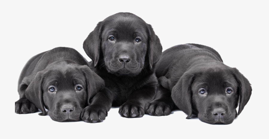 Transparent Black Lab Puppy Clipart - Cute Puppies Black Lab, Transparent Clipart