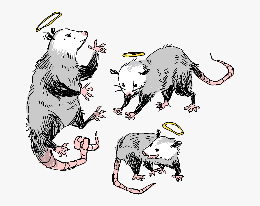 Transparent Possums, Transparent Clipart