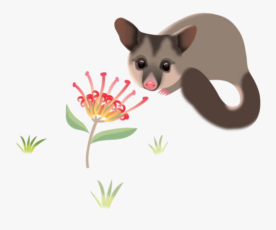 Cscc Walert Possum Rgb - Marsupial, Transparent Clipart