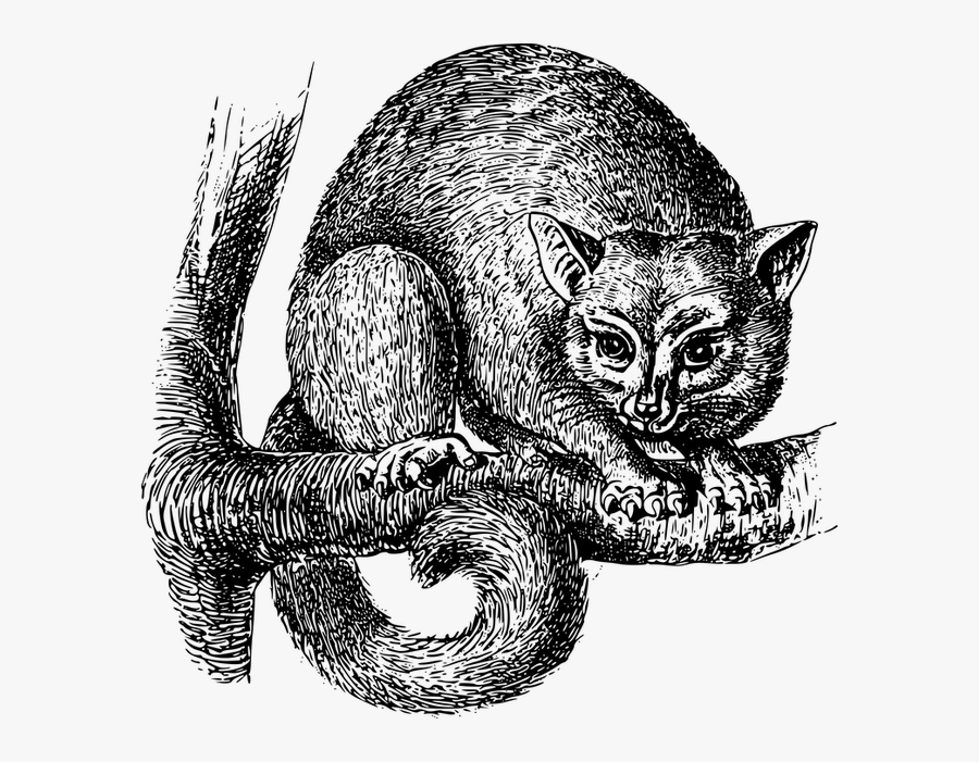 Animal, Australia, Marsupial, Opossum, Possum - Marsupial, Transparent Clipart
