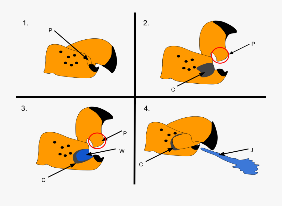 Pistol Shrimps Claw, Transparent Clipart