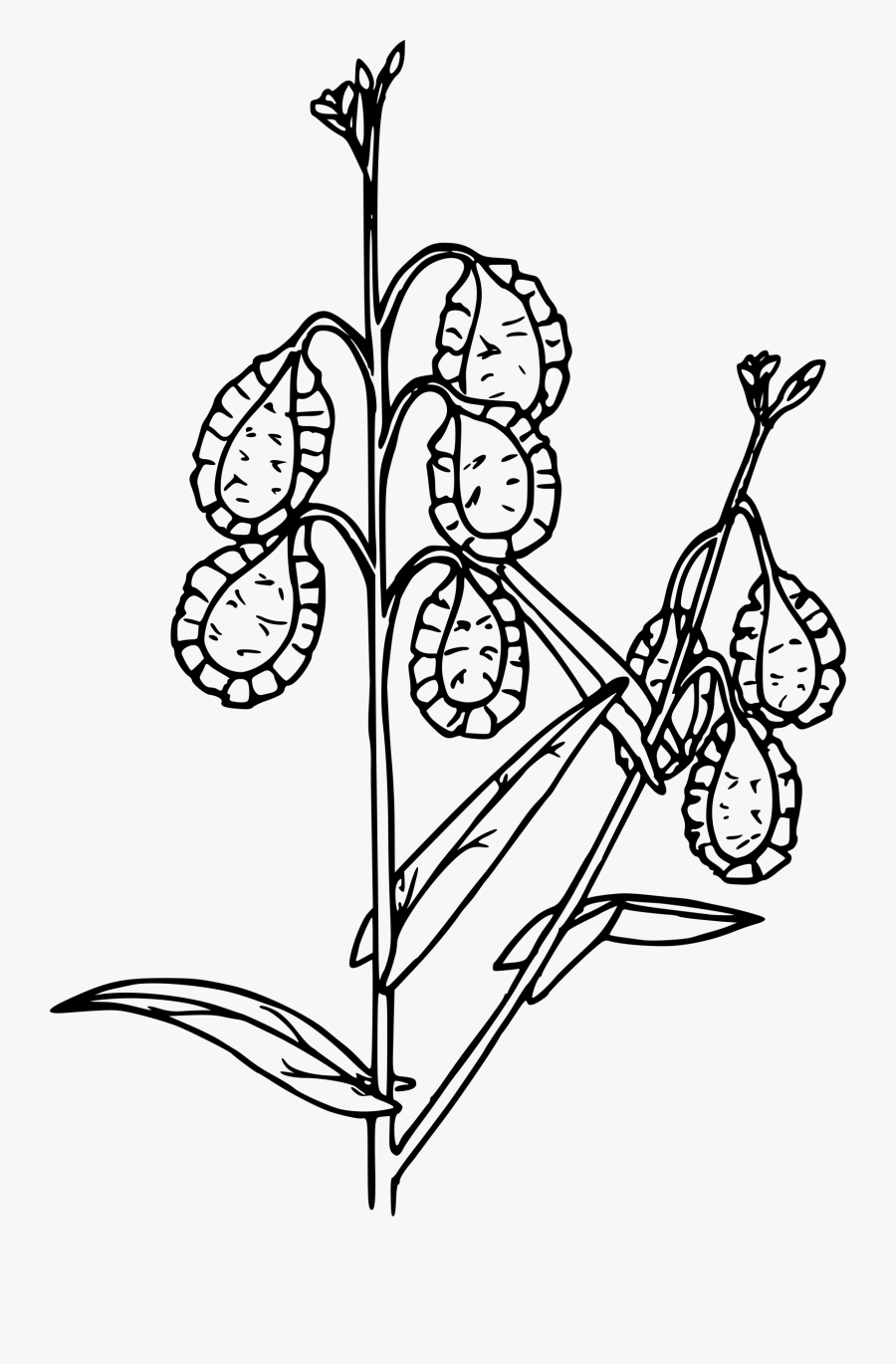 Fringe Pod Clip Arts - Line Art, Transparent Clipart