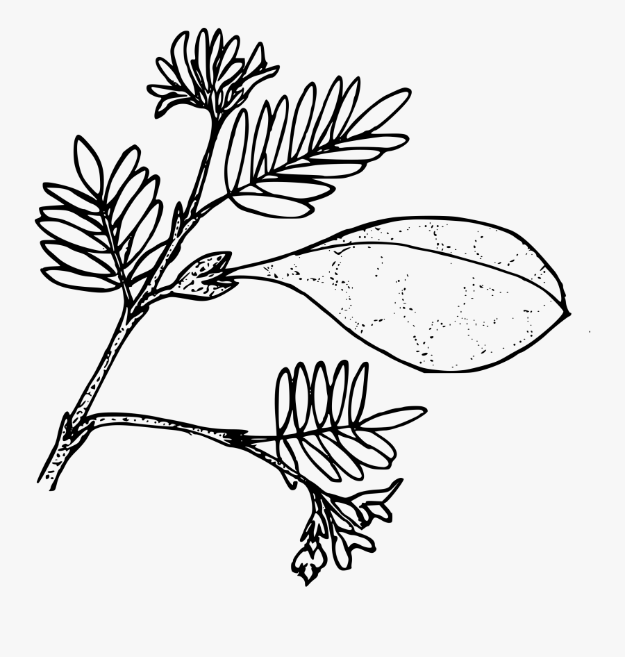 Ballon Pod Milkvetch Clip Arts - Drawing, Transparent Clipart