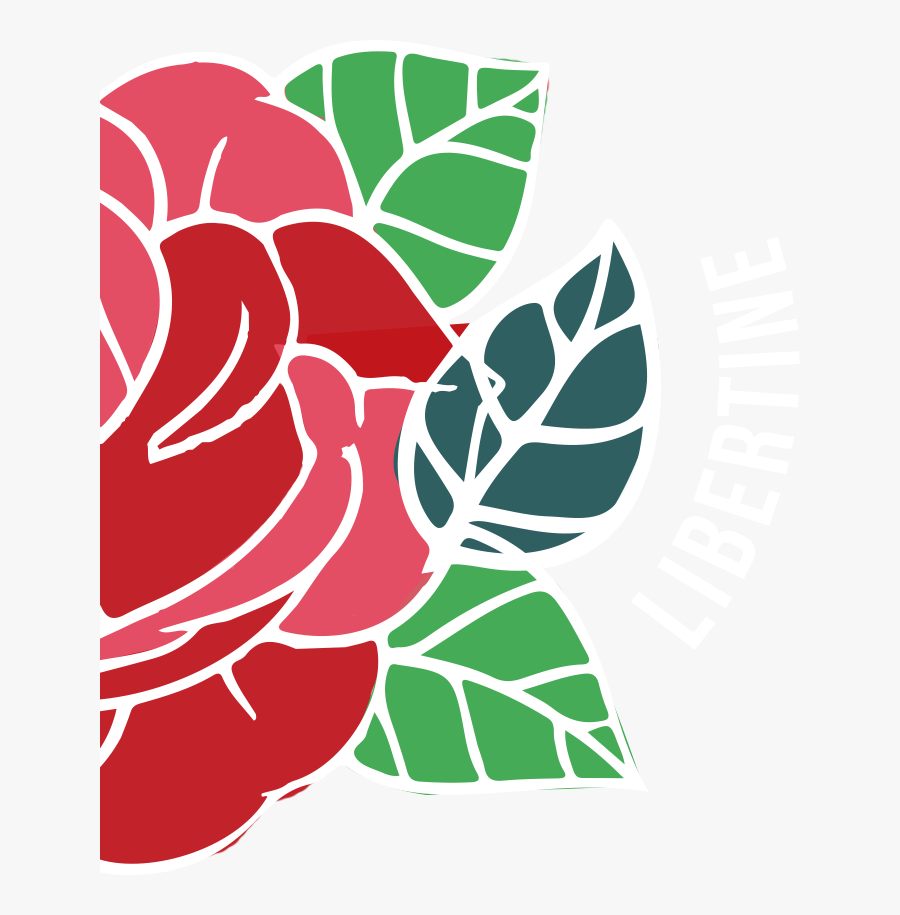 Hybrid Tea Rose, Transparent Clipart