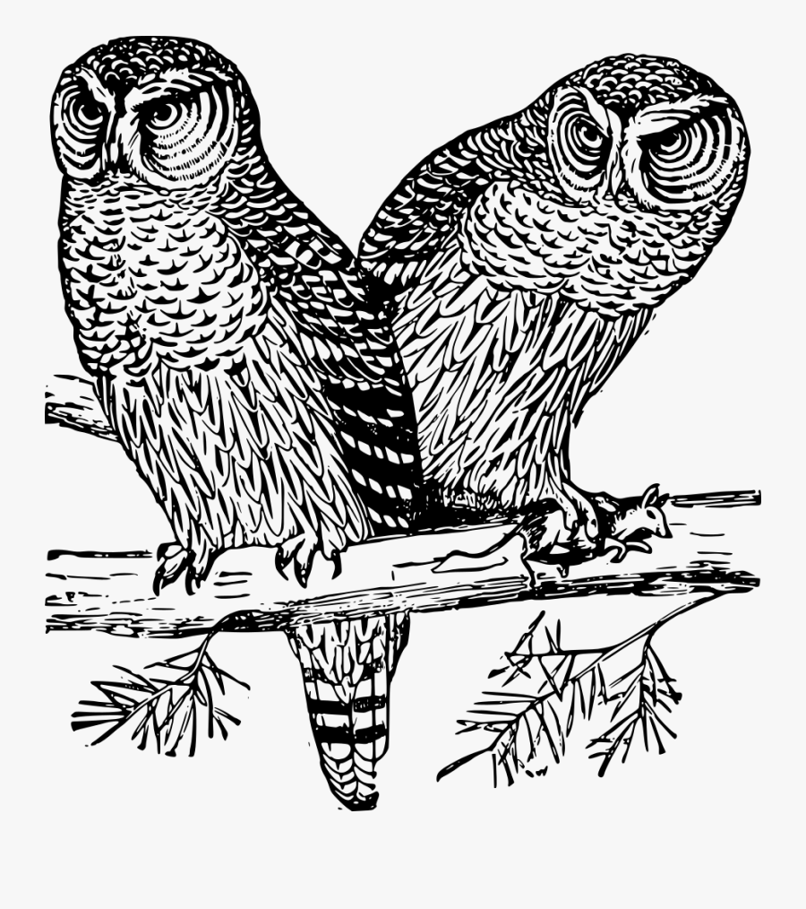 Hector What The Hec, Transparent Clipart