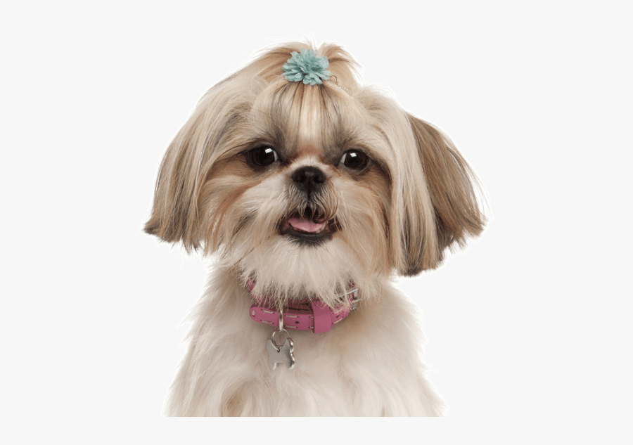 Clip Art Tzu Puppies Dogs Search - Shih Tzu Mother's Day, Transparent Clipart