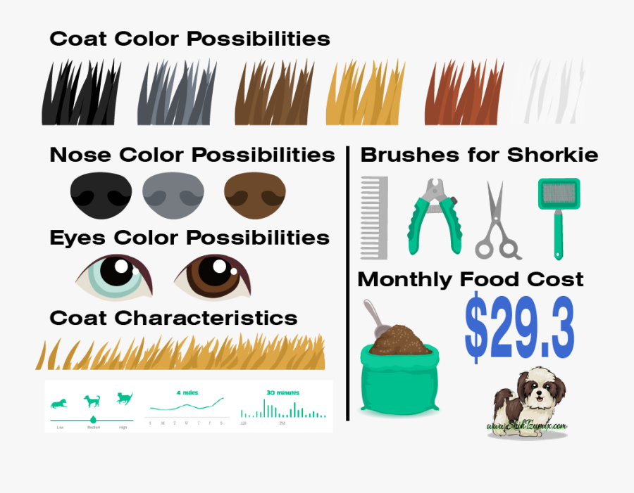 Facts About Shorkie Dog, Transparent Clipart