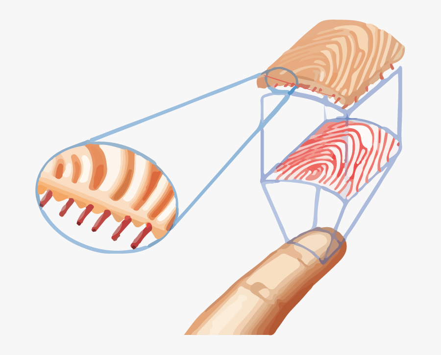 Easyclocking Subdermal Fingerprint Scanning Technology - Liveness Detection Multispectral Spoof Fingerprint, Transparent Clipart