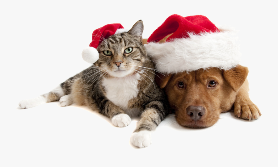 Christmas Cats And Dogs Png Download - Dog And Cat With Christmas Hat, Transparent Clipart