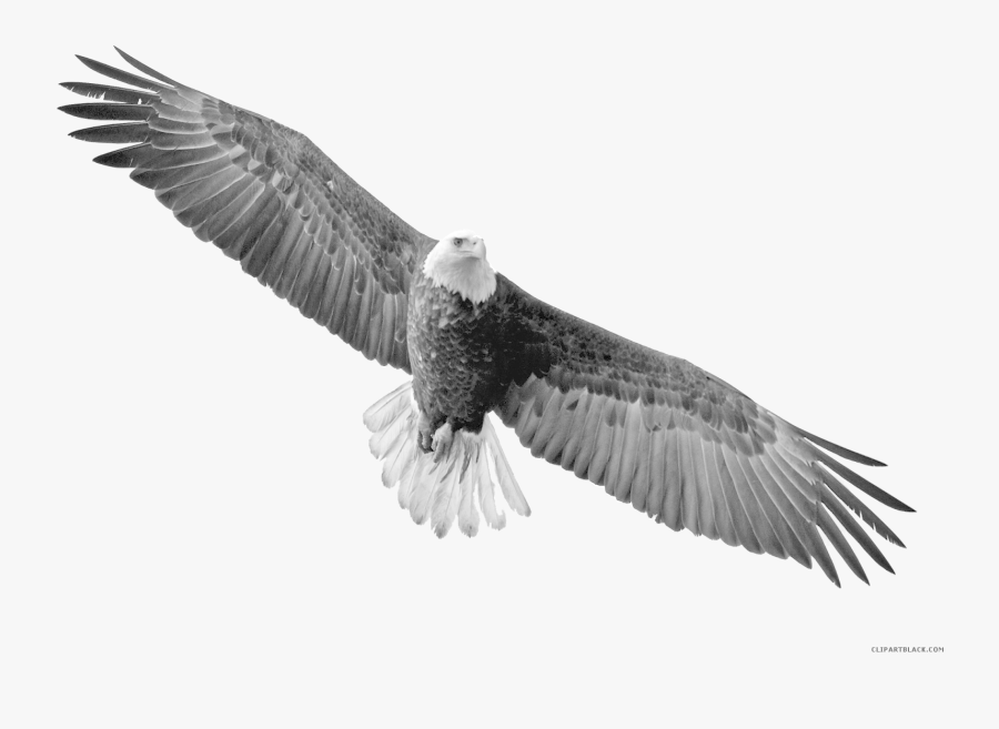 Dead Bird Png -soaring Animal Free Black - Eagle Flying Transparent Background, Transparent Clipart