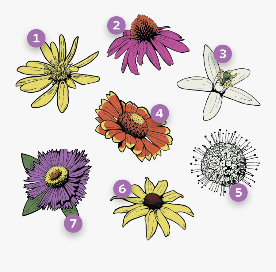 Purple Rose Clipart Australia - Black-eyed Susan, Transparent Clipart