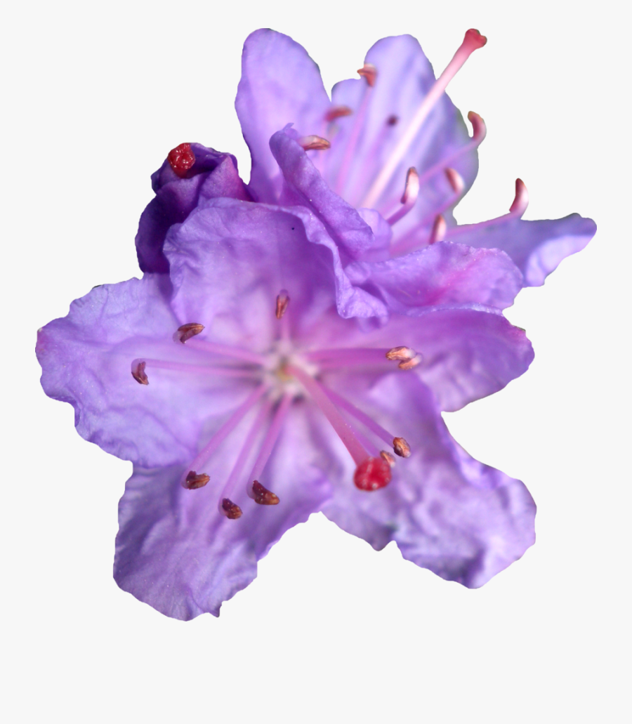 Flower Pollen Aesthetic, Transparent Clipart