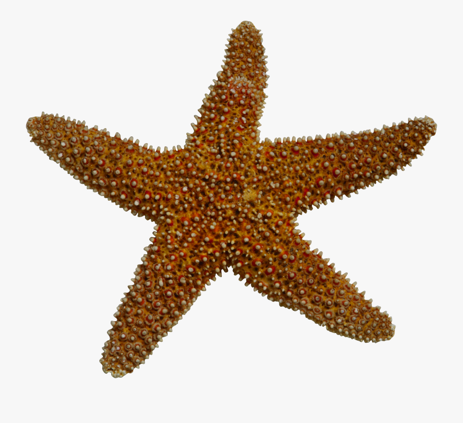 Starfish Sea Clip Art - Brown Starfish Clipart, Transparent Clipart