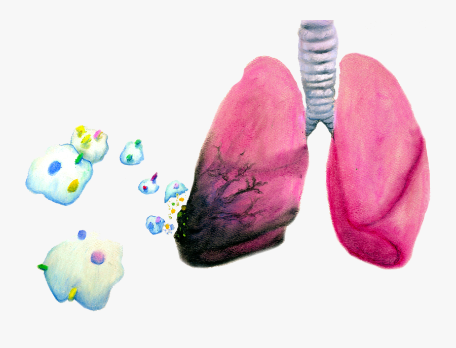 Caesalpinia, Transparent Clipart