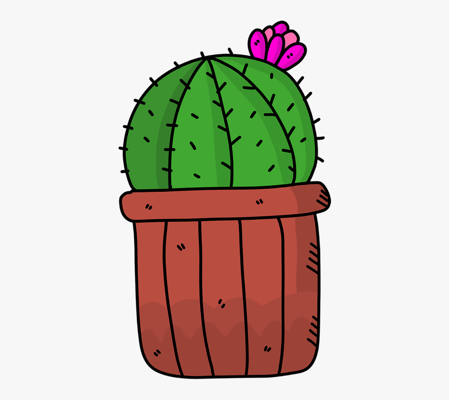 Cactus, Succulent, Succulents, Green, Nature, Garden, Transparent Clipart