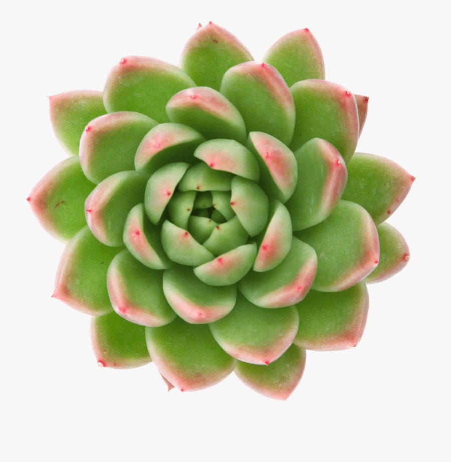 Clip Art Rosettes Succulents - Succulent Plant, Transparent Clipart