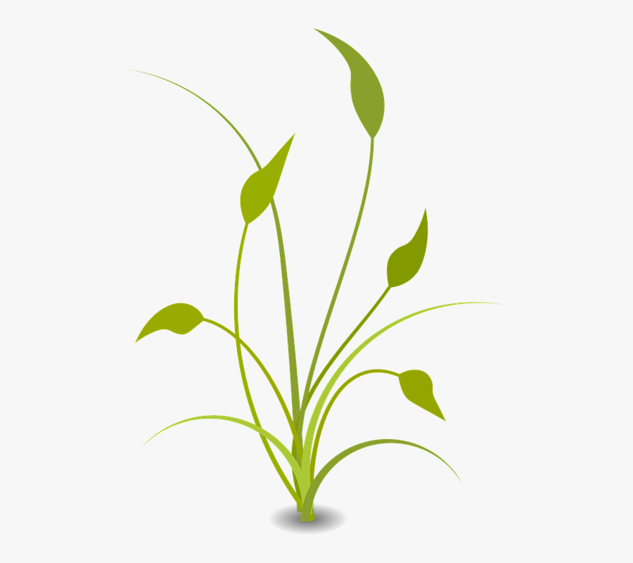 Nature Plant Free Flat - Transparent Background Plant Clipart, Transparent Clipart