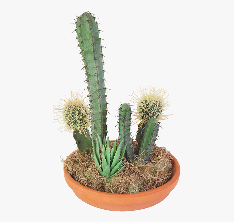 Cactaceae Succulent Plant Clip Art - Кліпарт Кактус, Transparent Clipart