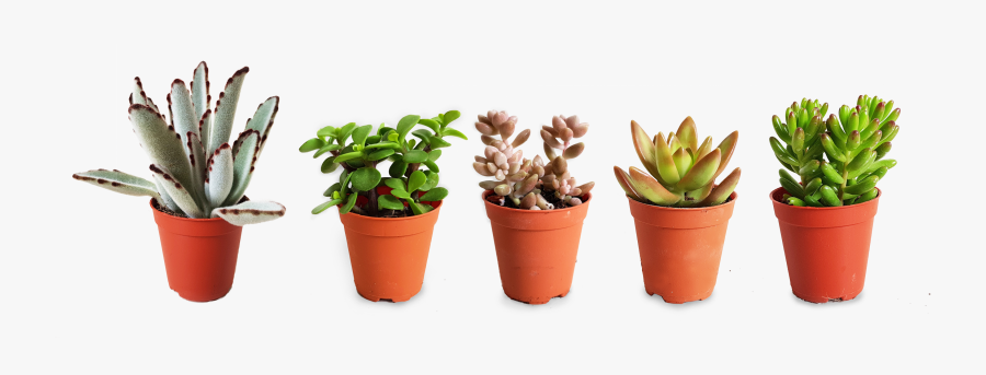 Flowerpot, Transparent Clipart