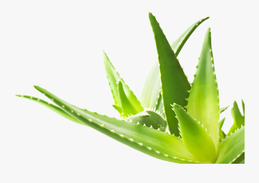 Aloe Png, Transparent Clipart