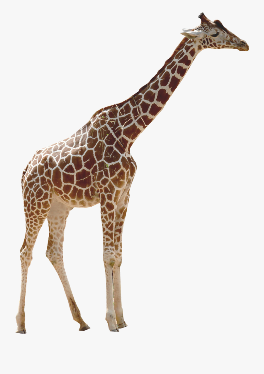 Giraffe Clipart Transparent Background - Peppa Pig Height Meme, Transparent Clipart