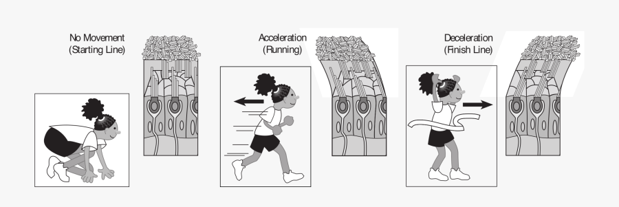 Kids Running With Muscle Example Clip Arts - Cartoon, Transparent Clipart