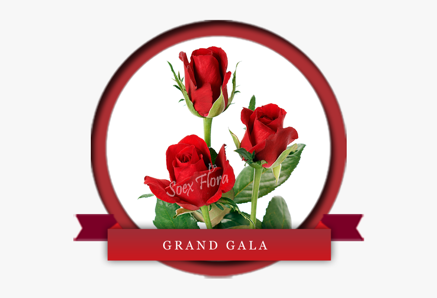 Taj Mahal /top Secret Rose Grower And Exporter In Malaysia, - Grand Gala In Rose, Transparent Clipart