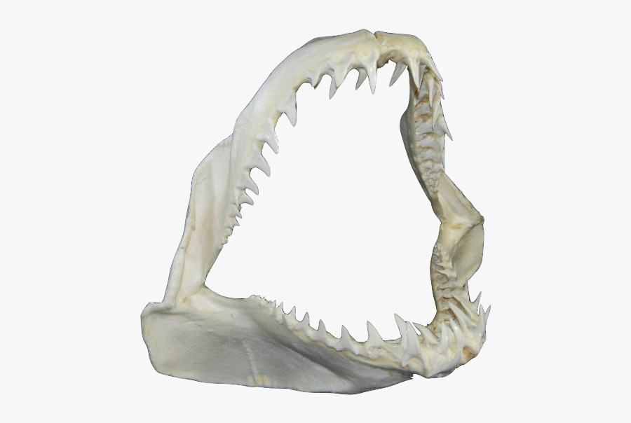 - Image - - Fish, Transparent Clipart