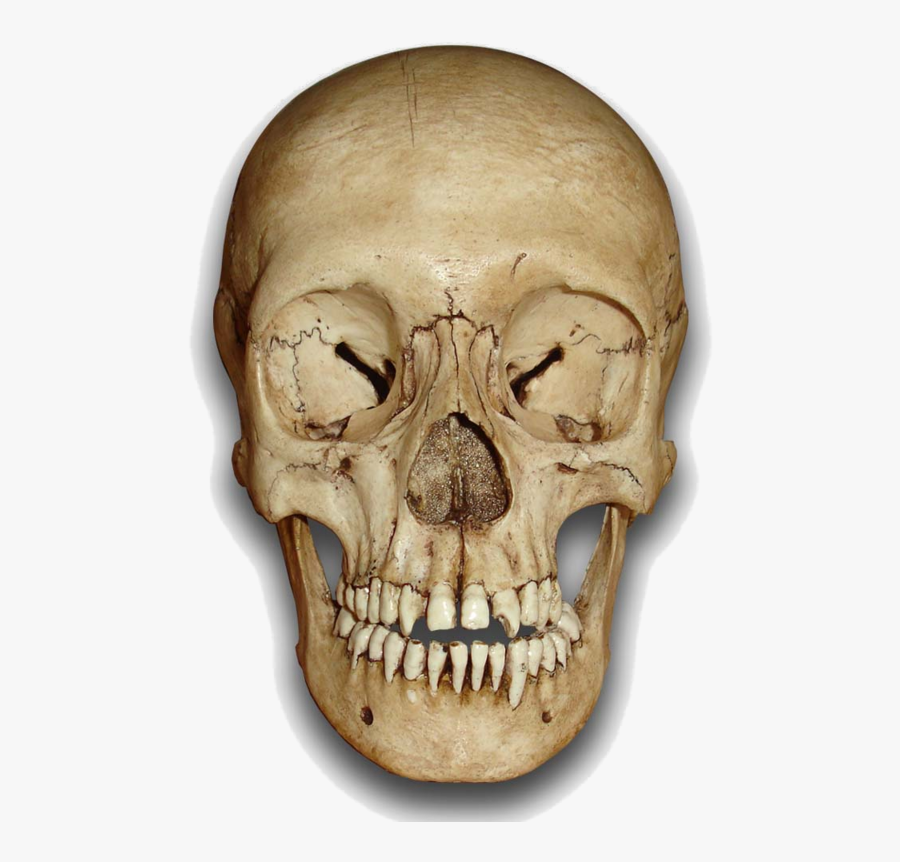 Skull - Human Skull Front Png, Transparent Clipart