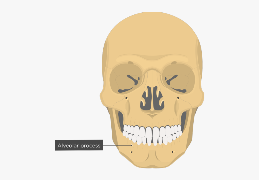 Alveolar Process - Mandible Bone - Anterior View - Optic Canal Of Sphenoid Bone, Transparent Clipart