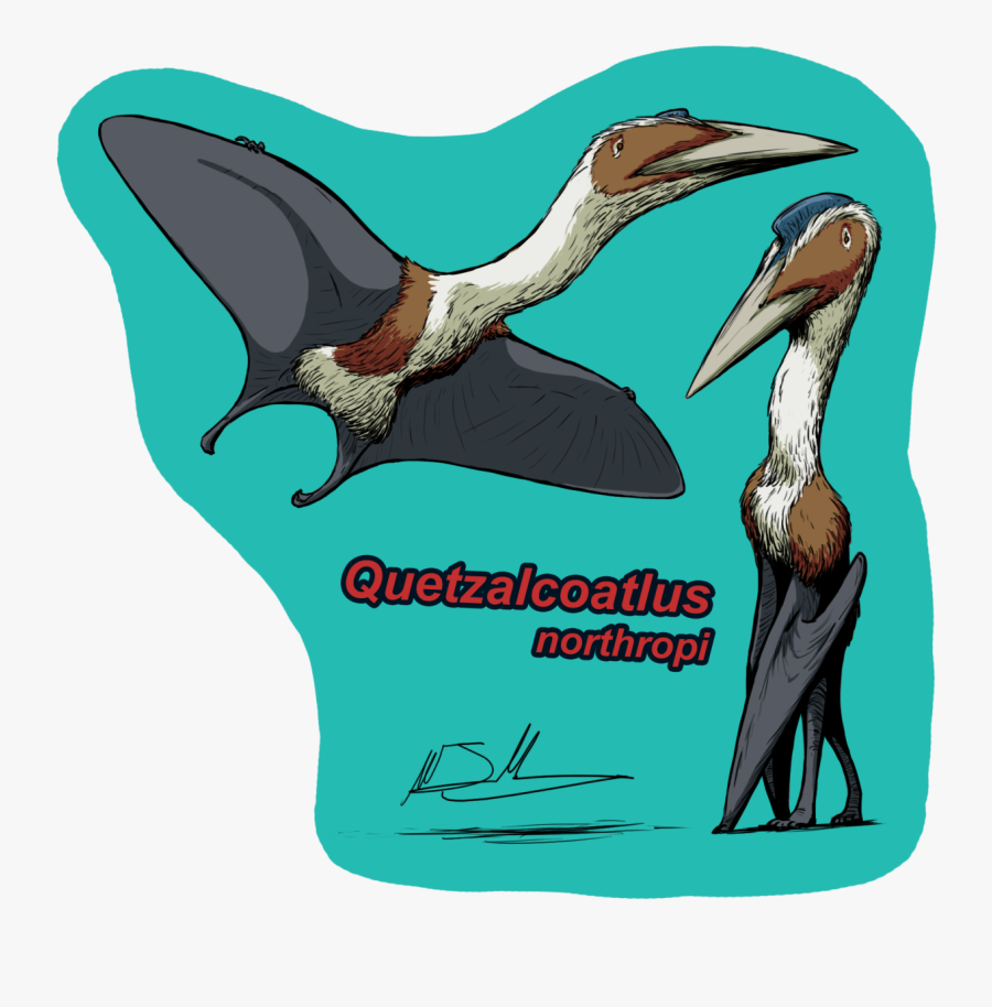 Pterodactyl Transparent Pelican - Seabird, Transparent Clipart