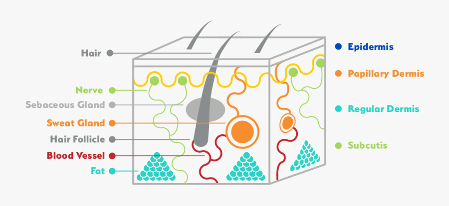 Clip Art Types Of Cancer Sunsmartsunsmart - Types Of Skin Cancer Diagram, Transparent Clipart
