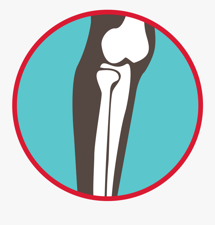 Bones Of The Leg Graphic - Howth, Transparent Clipart