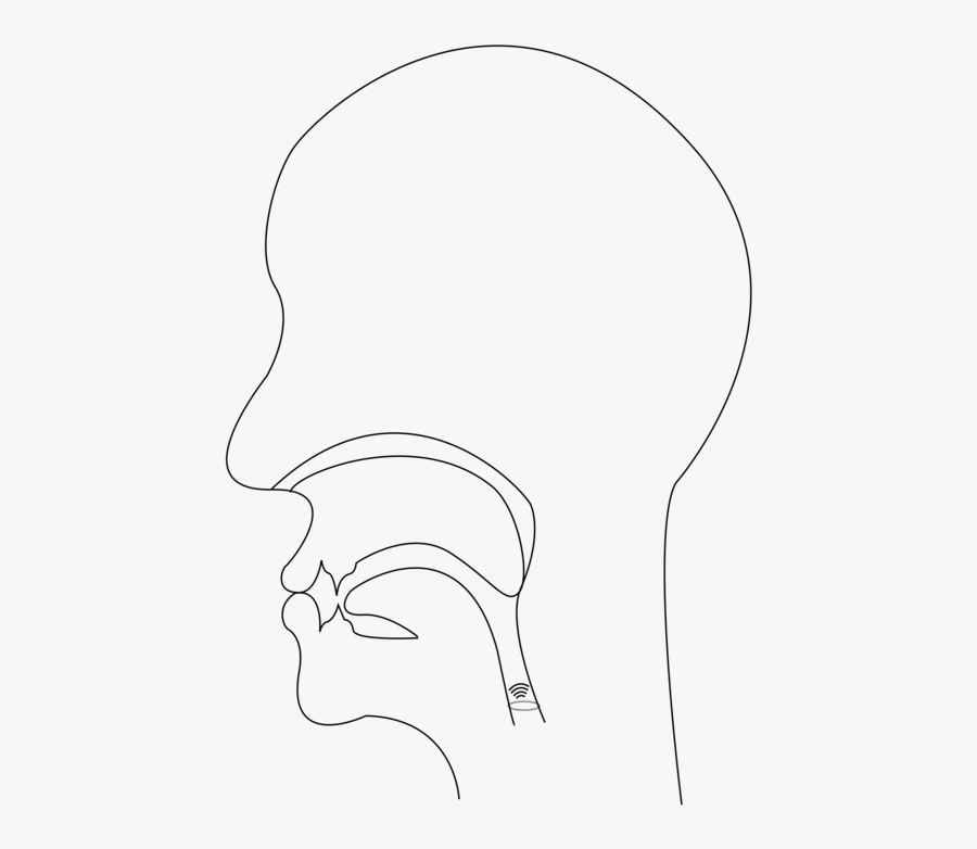 Monochrome - Voiceless Postalveolar Affricate Midsagittal Section, Transparent Clipart