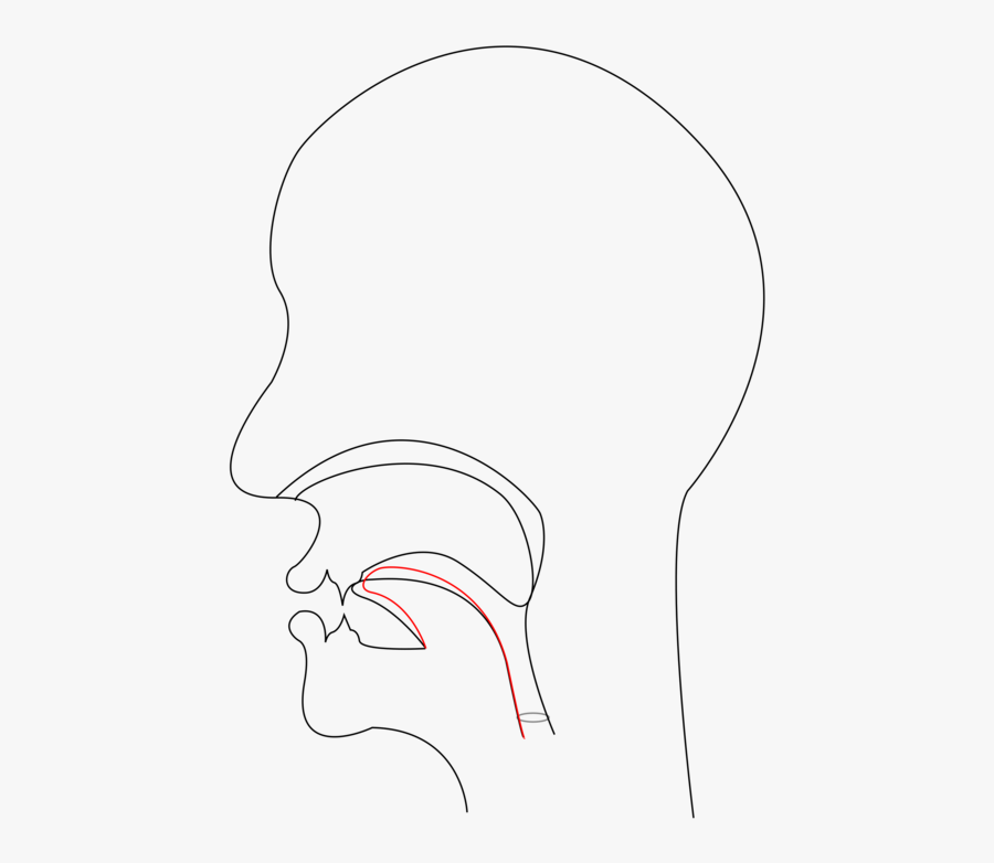 Ear Clipart Mouth - Sketch, Transparent Clipart