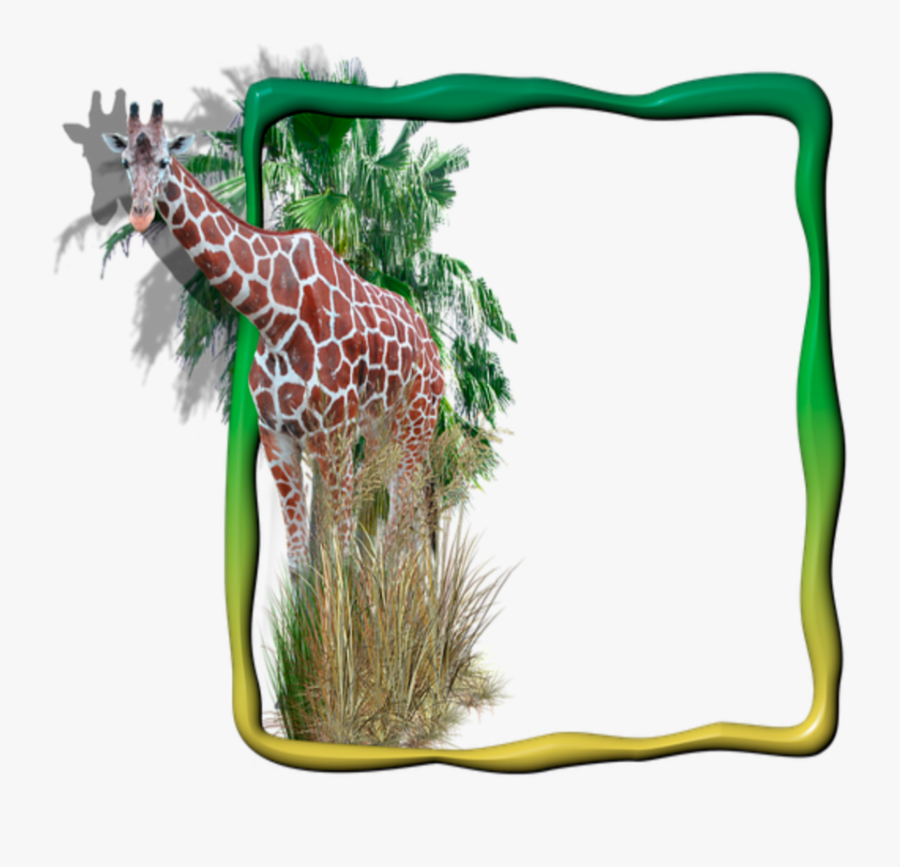 Transparent Giraffe Border Clipart - Moldura Para Foto Digital Animais, Transparent Clipart