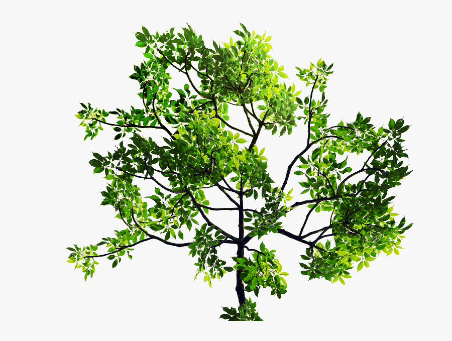 Tree With Leaves Png, Transparent Clipart