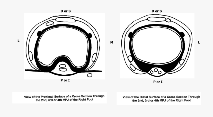 Circle, Transparent Clipart