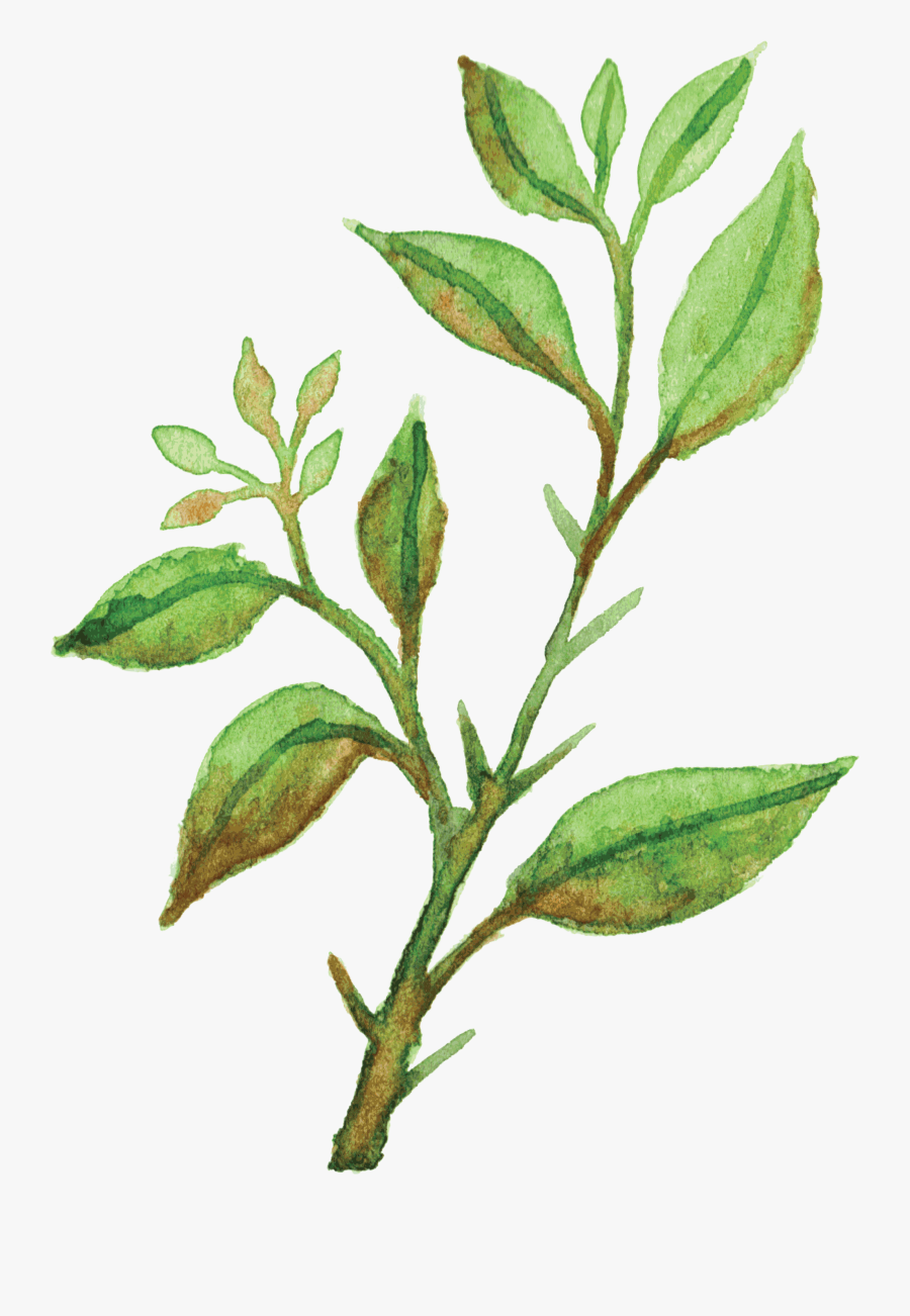 Christian Brands Postcards My Grace Is Sufficient Clipart - Tea Plant, Transparent Clipart