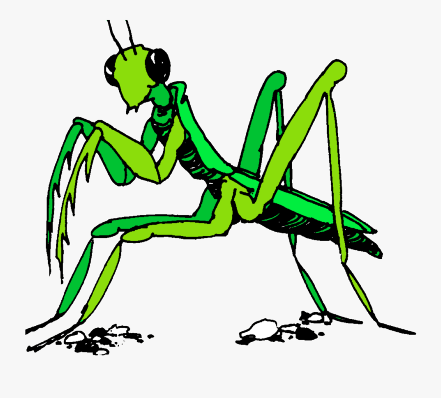 Praying Mantis Clipart Stick Insect - Transparent Praying Mantis Clipart, Transparent Clipart