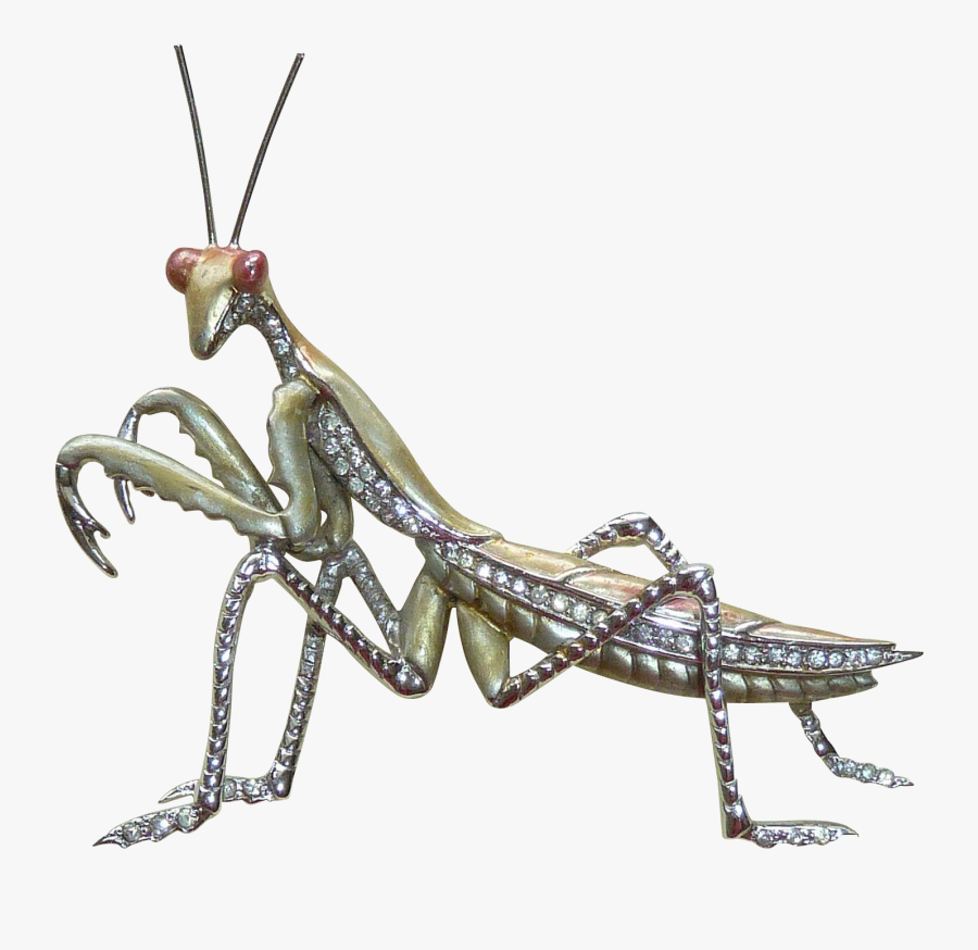 Mantidae, Transparent Clipart