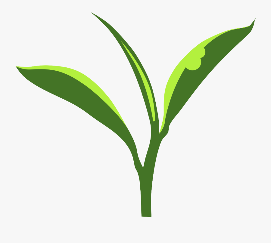 Tea Plant Clip Art, Transparent Clipart