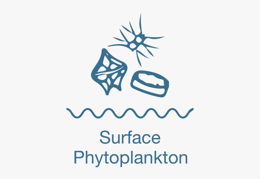 Surface Phytoplankton - Biosurface Peel, Transparent Clipart